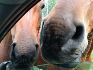 Horse noses